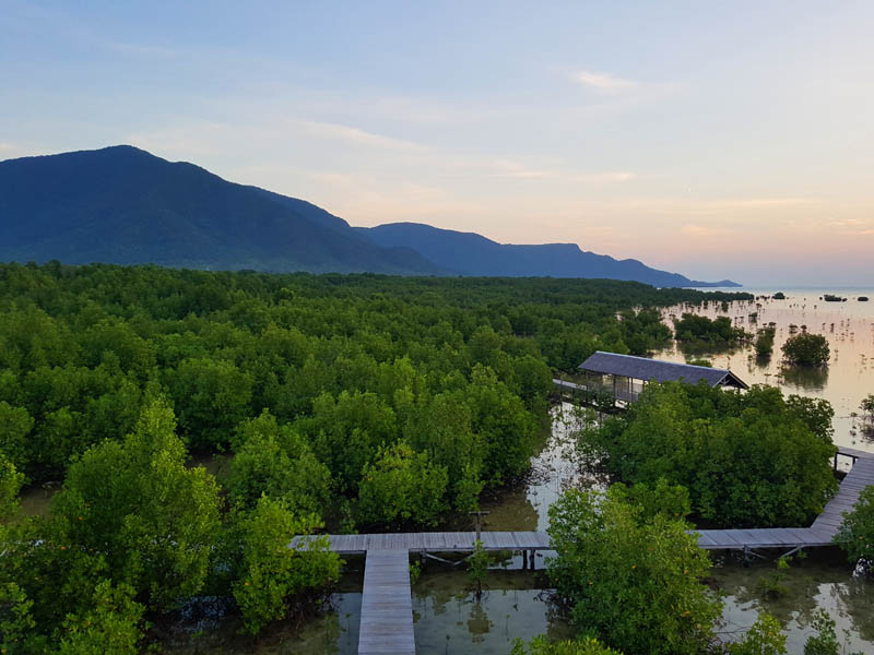 mangrove karimunjawa
