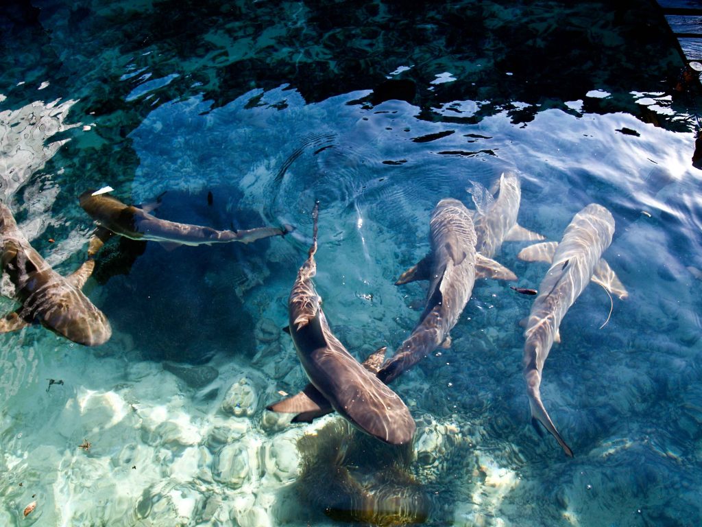 penangkaran hiu karimunjawa